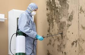 Best Black Mold Removal  in Ilchester, MD